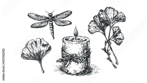 Dragonfly Candle and Ginkgo Leaves Sketch. Vector hand drawn illustration