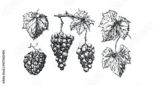 Hand-drawn sketch of ripe grape clusters and leaves on a vine. Vector hand drawn illustration