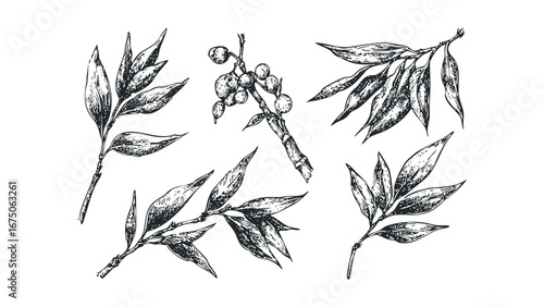 Hand-drawn botanical branches with leaves and berries in black and white sketch style. Vector hand drawn illustration