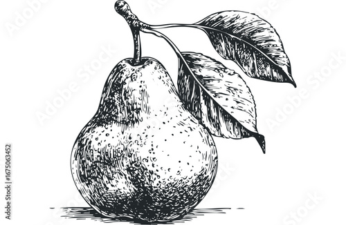 Vintage Pear with Leaves Sketch. Vector hand drawn illustration