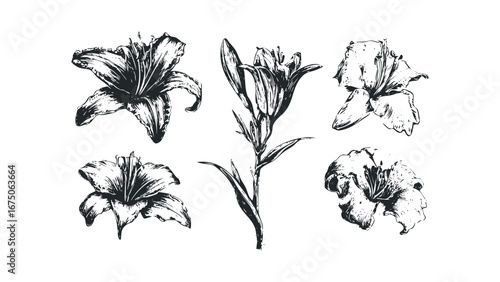 Group of Lily Flower Sketches and Stems in Monochrome. Vector hand drawn illustration
