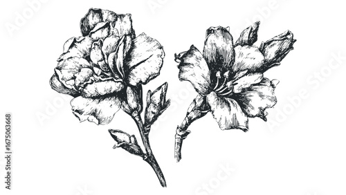 Detailed Ink Drawing of Two Peony Flowers with Buds. Vector hand drawn illustration