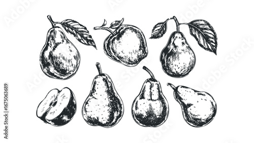 Sketch Drawing of Ripe Pears and Apple with Leaves. Vector hand drawn illustration