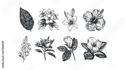 Collection of Hand-Drawn Botanical Elements Including Flowers and Leaves. Vector hand drawn illustration