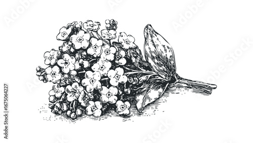 Detailed Black and White Sketch of a Forget-Me-Not Flower Bunch. Vector hand drawn illustration