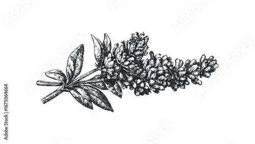 Detailed Sketch of Lupine Flower Spike and Leaves on White. Vector hand drawn illustration