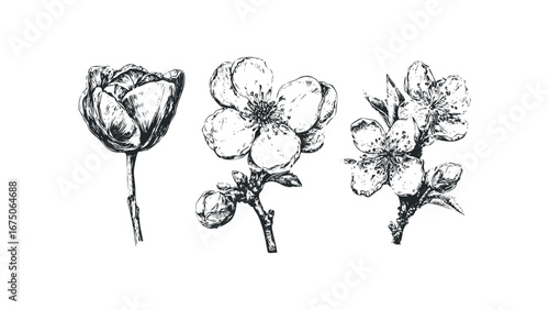 Hand drawn black and white sketch of blossoming branches and tulip. Vector hand drawn illustration