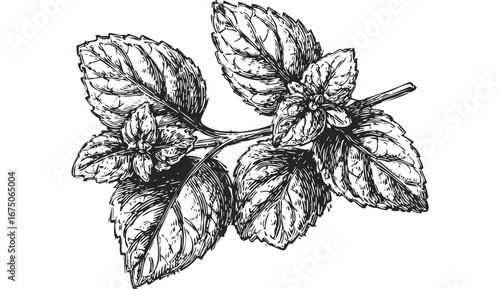 Black and White Sketch of a Fragrant Mint Plant Sprig. Vector hand drawn illustration
