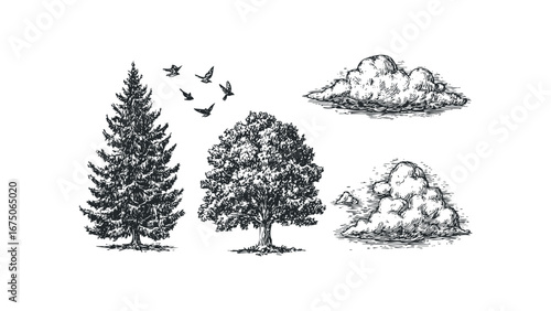 Pen and ink drawing of evergreen and deciduous trees with flock of birds and clouds. Vector hand drawn illustration