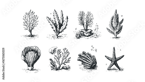 Collection of detailed line drawings featuring various aquatic flora and fauna. Vector hand drawn illustration