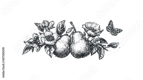 Hand Drawn Pear and Blossom with Butterfly Outline Graphic. Vector hand drawn illustration