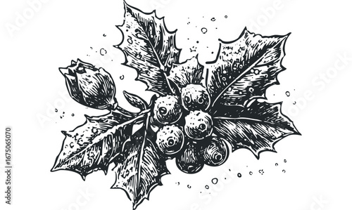 Black and White Sketch of Holly Berries and Leaves for Seasonal Decoration. Vector hand drawn illustration