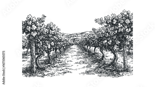 Vineyard row with rolling hills and village in the distance, sketched landscape. Vector hand drawn illustration