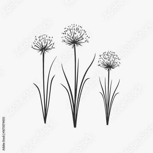 Elegant botanical composition featuring three stylized Allium flower heads in minimalist silhouette