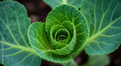 Freshness in the garden A captivating view of a young cabbage with morning dew