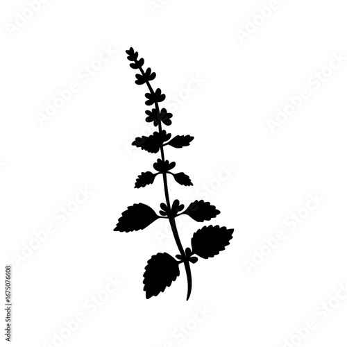 Silhouette of a flowering herb plant with leaves and flower buds