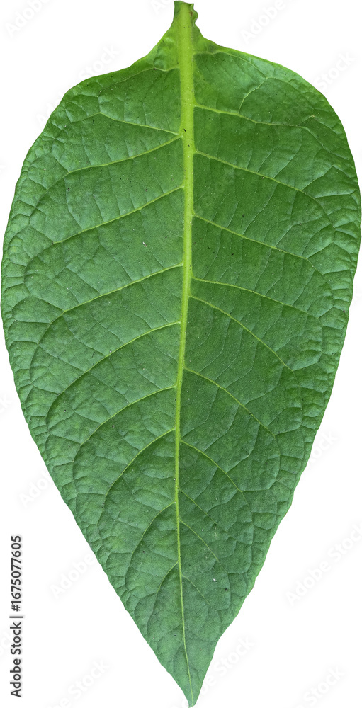 Obraz premium Green tobacco leaves transparent background, Green leaves, PNG