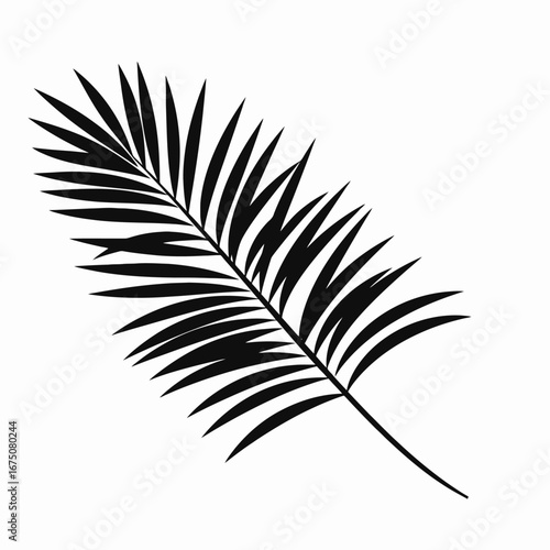 Striking dark palm frond art on a pristine white background silhouette