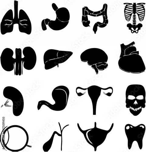 Human Organ Icons Vector.eps