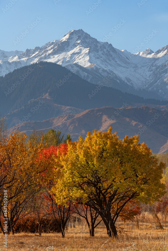 Naklejka premium Picturesque landscape with autumn trees against the backdrop of a snow-covered mountain range in the outskirts of the Kazakh city of Almaty