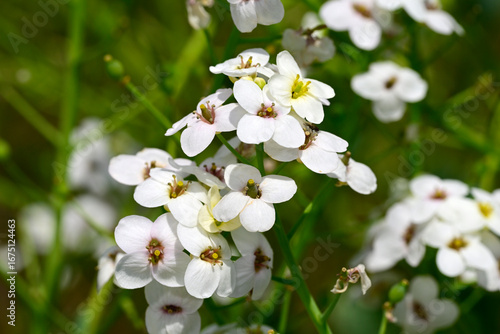 Echter Meerkohl - Blüte // Sea kale flowers  (Crambe maritima) 