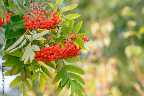 Red ripe autumn rowan berries hang in a bunch on a tree branch.