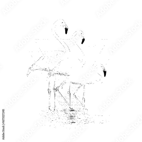 Flamingo birds illustration art drawing sketch wildlife animal nature avian tropical water wetland vector image