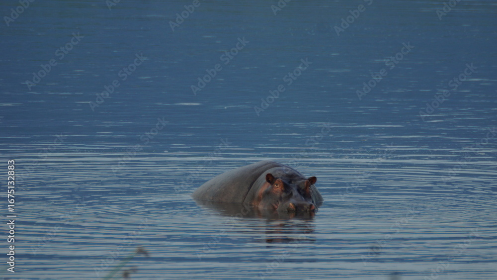 Fototapeta premium Hippo in the water