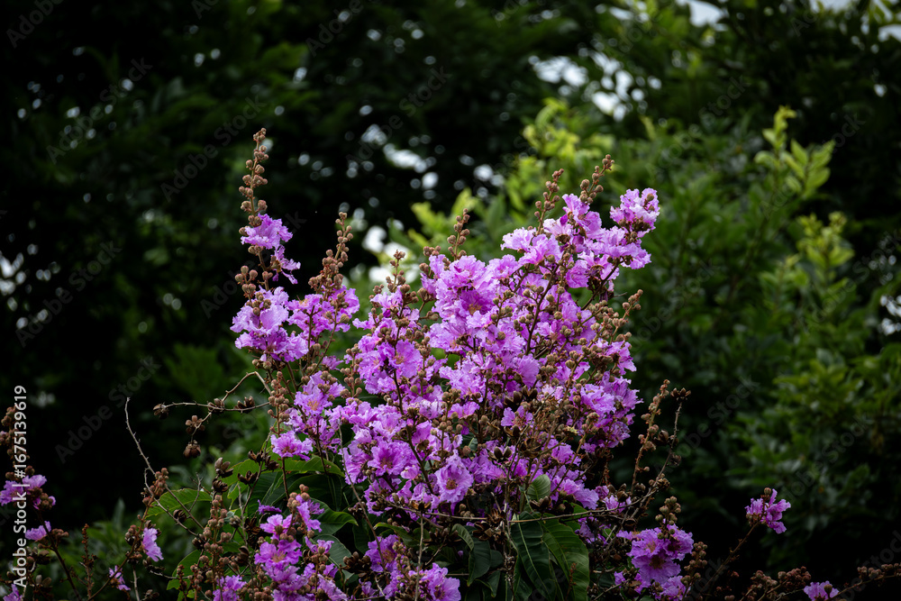 Obraz premium Crape Myrtle