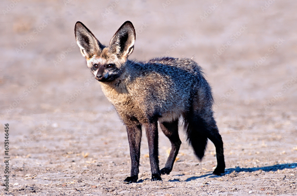 Fototapeta premium Bat eared fox
