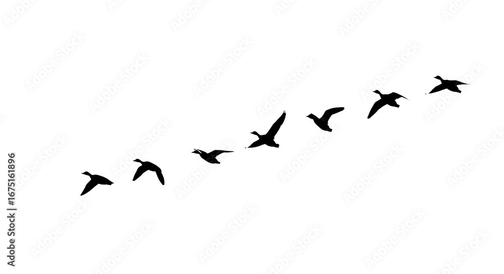 Obraz premium Birds In Flight Abstract Line Art Dark Background