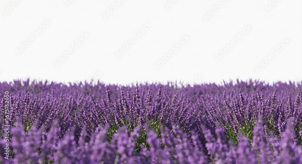 Obraz premium 紫色のラベンダー畑 穏やかな光に包まれ輝く花々. AI Generated