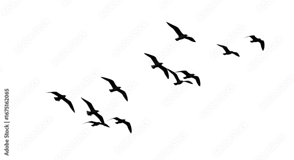 Obraz premium Flock Of Birds In Flight Night Sky Silhouette
