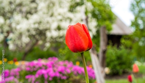 Single red tulip in garden with flowers and trees