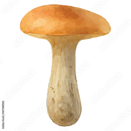 Classic Orange Cap Mushroom Illustration for Botanical Art