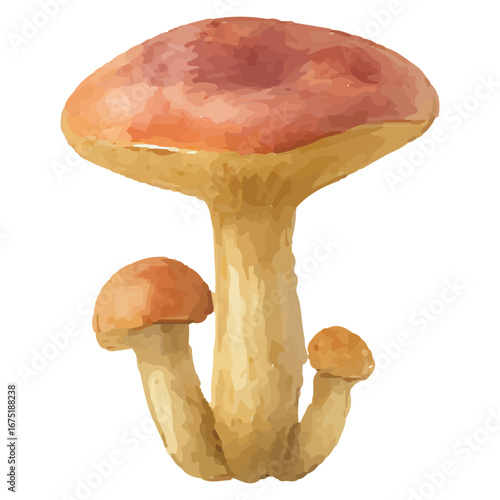 Colorful Cluster Mushroom Illustration for Botanical Art Prints