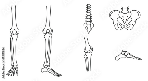 Human skeleton lower body and pelvis anatomy illustrations