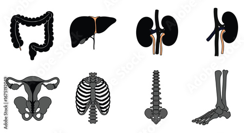 Human body organs and skeletal system illustrations