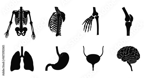Human body parts and organs in black silhouette illustrations