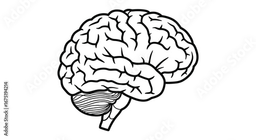 A detailed illustration of a human brain with visible cerebrum and cerebellum