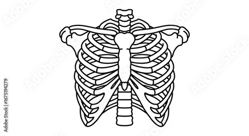 Human skeleton rib cage and shoulder girdle anatomy
