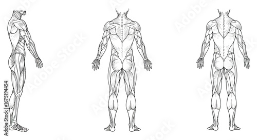 Human body muscle anatomy illustrations from multiple angles