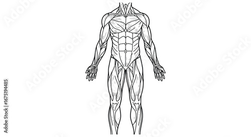 Human body muscle anatomy illustration in black lines on white background