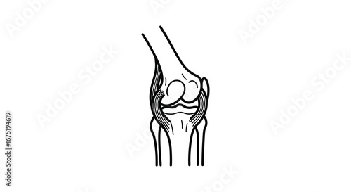 Anatomy of the human knee joint and surrounding muscles