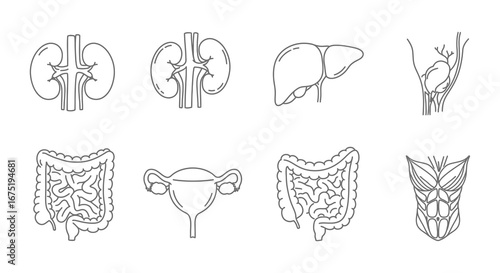 Human body organs illustrations of kidney liver and digestive system