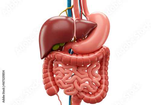 Isolated illustration of digestive system, human anatomy including stomach and intestines