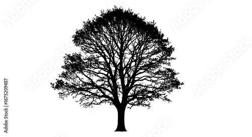 Tree Silhouette Vector Illustration