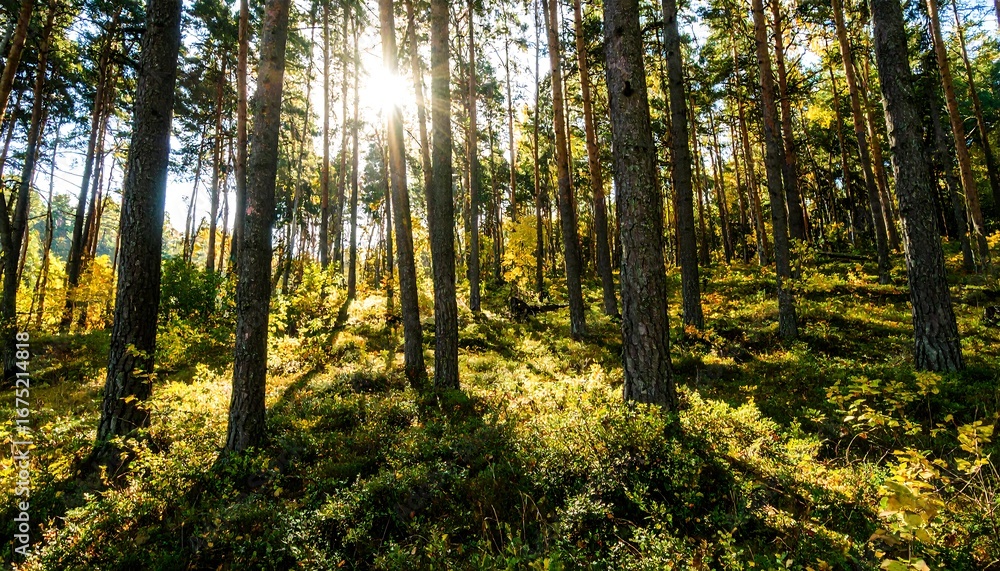 Fototapeta premium Sunlight filters through pine trees