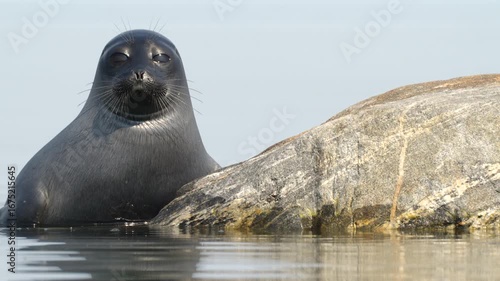 A Charming Seal Enjoys Its Relaxing Time on a Rock by the Waters Edge