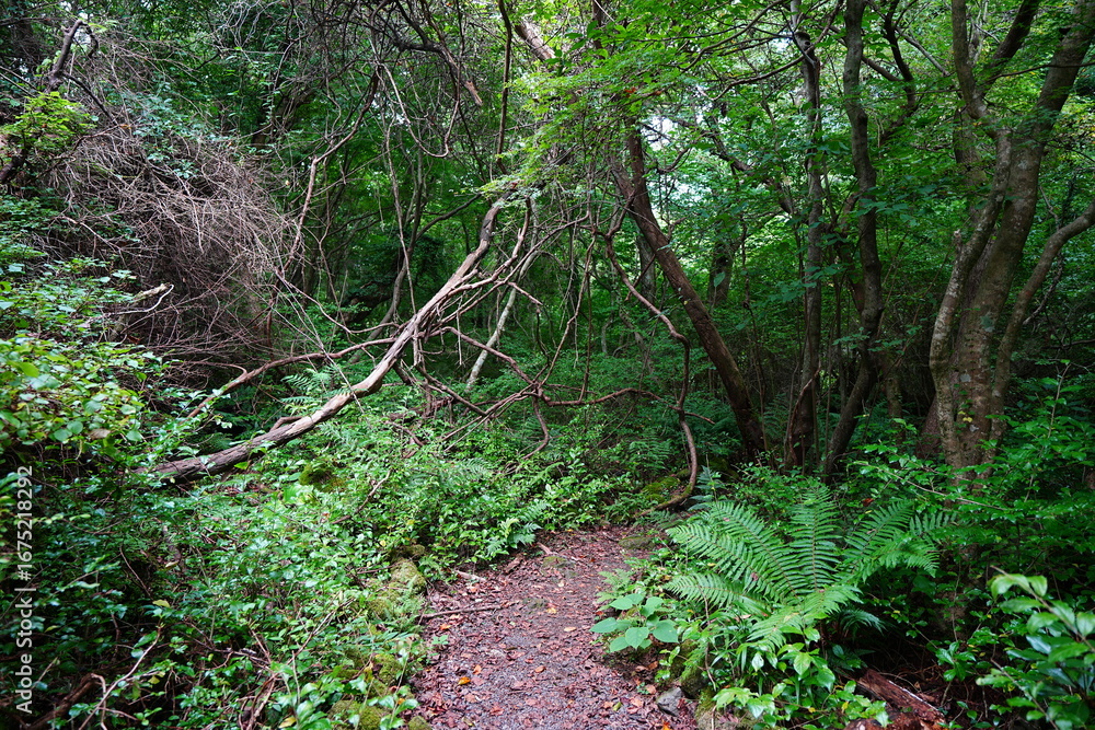 Obraz premium summer path through deep forest